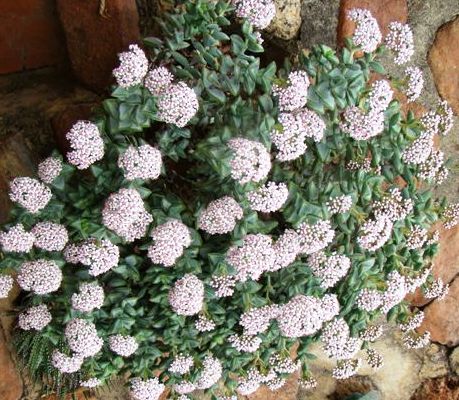 Crassula rupestris in bloom; Photographed by Ricky Mauer in August